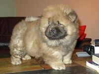 Album - Chows - 2006 - Otaaru 5