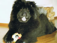 Album - Chows - 2006 - Ronja8