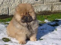 Album - Chows - 2007 - Otaaru 1