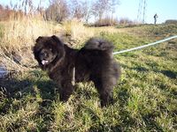 Album - Chows - 2007 - Ronja1