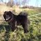 Album - Chows - 2007 - Ronja1