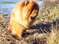 Album - Chows - 2008 - Otaaru 3