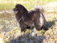 Album - Chows - 2008 - Ronja 2 sieht etwas