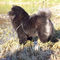 Album - Chows - 2008 - Ronja 2 sieht etwas