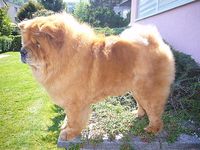 Album - Chows - 2008 - Unicca 1