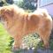 Album - Chows - 2008 - Unicca 1