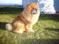 Album - Chows - 2008 - Unicca 3 als Model Sitzend