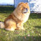 Album - Chows - 2008 - Unicca 3 als Model Sitzend