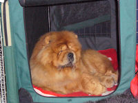 Album - Chows - 2009 - Ottaaru - Turi relaxed