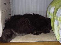 Album - Chows - 2009 - Ronja 1 Röneli auf ihrem Bett