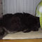 Album - Chows - 2009 - Ronja 1 Röneli auf ihrem Bett