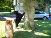 Album - Chows - 2009 - Ronja und Maui am Zugersee auf Eichhörnchenjagd