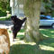 Album - Chows - 2009 - Ronja und Maui am Zugersee auf Eichhörnchenjagd