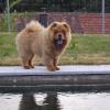 Album - Chows - 2010 - Alinghi auf Besuch, 5,5 Monate