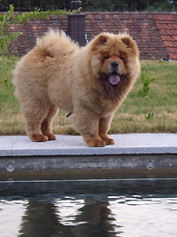 Album - Chows - 2010 - Alinghi auf Besuch, 5,5 Monate