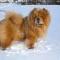 Album - Chows - 2010 - Dezember Alinghi 10.5 Mt. im Schnee-2