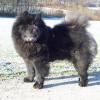 Album - Chows - 2010 - Ronja beim Winterspaziergang