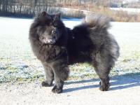 Album - Chows - 2010 - Ronja beim Winterspaziergang