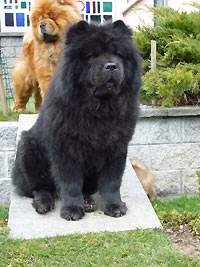 Album - Chows - 2010 - Ronja im Garten