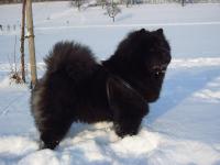 Album - Chows - 2010 - Dezember Ronja 5 J im Schnee