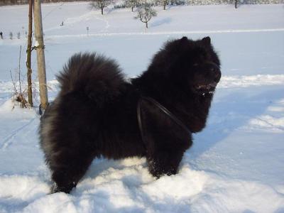 Album - Chows - 2010 - Dezember Ronja 5 J im Schnee