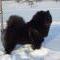 Album - Chows - 2010 - Dezember Ronja 5 J im Schnee