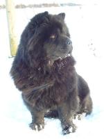 Album - Chows - 2010 - Dezember Ronja 5 J im Schnee-2