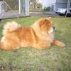 Album - Chows - 2010 - Unicca relaxed am See