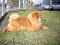 Album - Chows - 2010 - Unicca relaxed am See