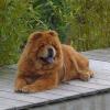 Album - Chows - 2010 - Juli - Unicca in Bellikon - am Pool isch cool!