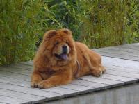 Album - Chows - 2010 - Juli - Unicca in Bellikon - am Pool isch cool!