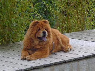 Album - Chows - 2010 - Juli - Unicca in Bellikon - am Pool isch cool!
