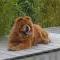 Album - Chows - 2010 - Juli - Unicca in Bellikon - am Pool isch cool!