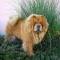 Album - Chows - 2011 - Juni - Alinghi 17 MOnate