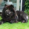 Album - Chows - 2011 - Ronja - Besuch bei Tscharners