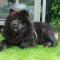 Album - Chows - 2011 - Ronja - Besuch bei Tscharners