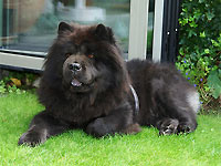 Album - Chows - 2011 - Ronja - Besuch bei Tscharners