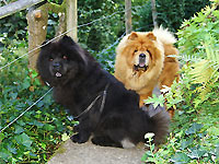 Album - Chows - 2011 - Ronja - Besuch bei Tscharners (3)
