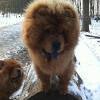 Album 2012: Bazooka - Februar, der Agility-Chow