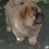 B-Wurf: Bacardi Breezer (Sheriff II) - 10 Wochen (2)
