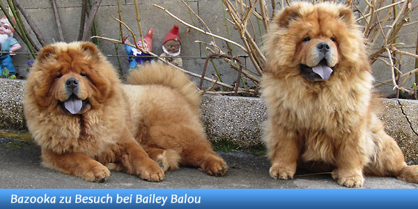 B-Wurf: Bailey Balou of Swiss Limited Edition - 2012 - Bailey geniesst das Leben!