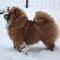 B-Wurf: Bodyguard - 2012 - Erster Schnee!
