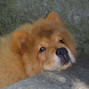 B-Wurf: Bugatti the Boss (Hassan) - 3.5 Mt.
