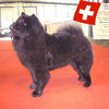 Champion - Ronja
