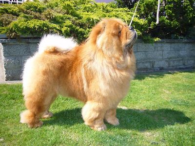 Chows - Otaaru