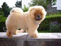 Chows - Otaaru - 2007 - Juni 7,5 Monate