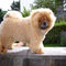 Chows - Otaaru - 2007 - Juni 7,5 Monate