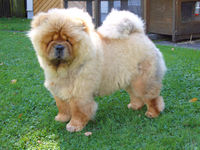 Chows - Otaaru - 2007 - September, stehend