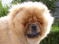 Chows - Otaaru - head