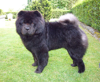 Chows - Ronja